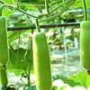 bottle gourd