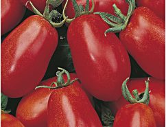 tomato roma vf