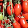 tomato san marzona
