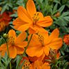 cosmos orange