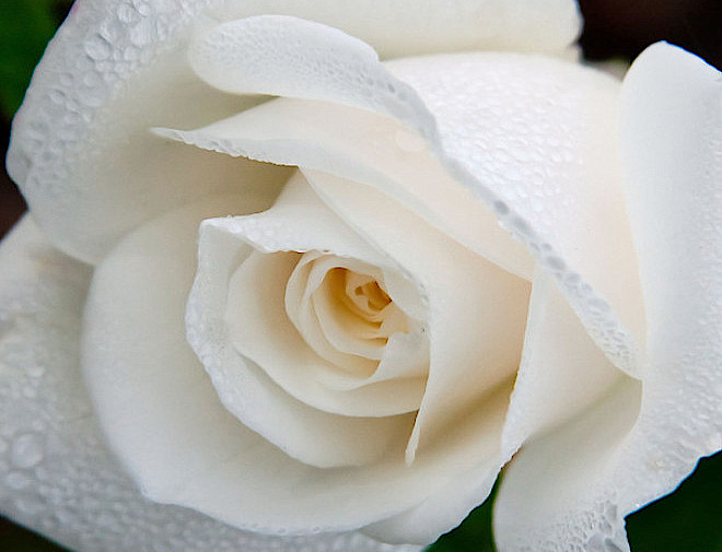 miniature rose white