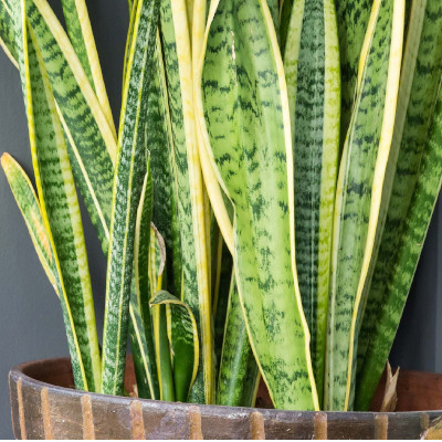 10 Best Plants for Cleaning Indoor Air