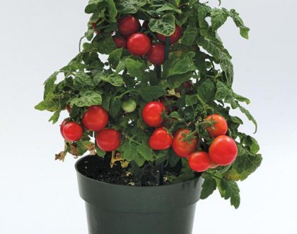 Best Vegetables to Grow in a Pot