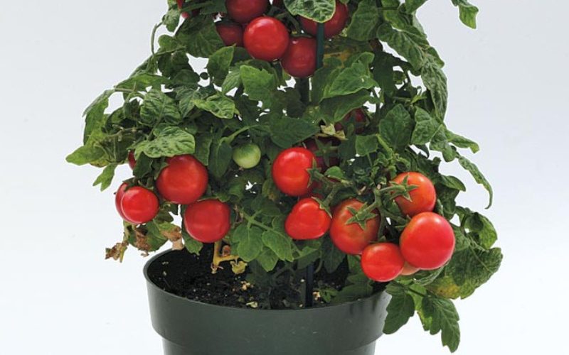 Best Vegetables to Grow in a Pot