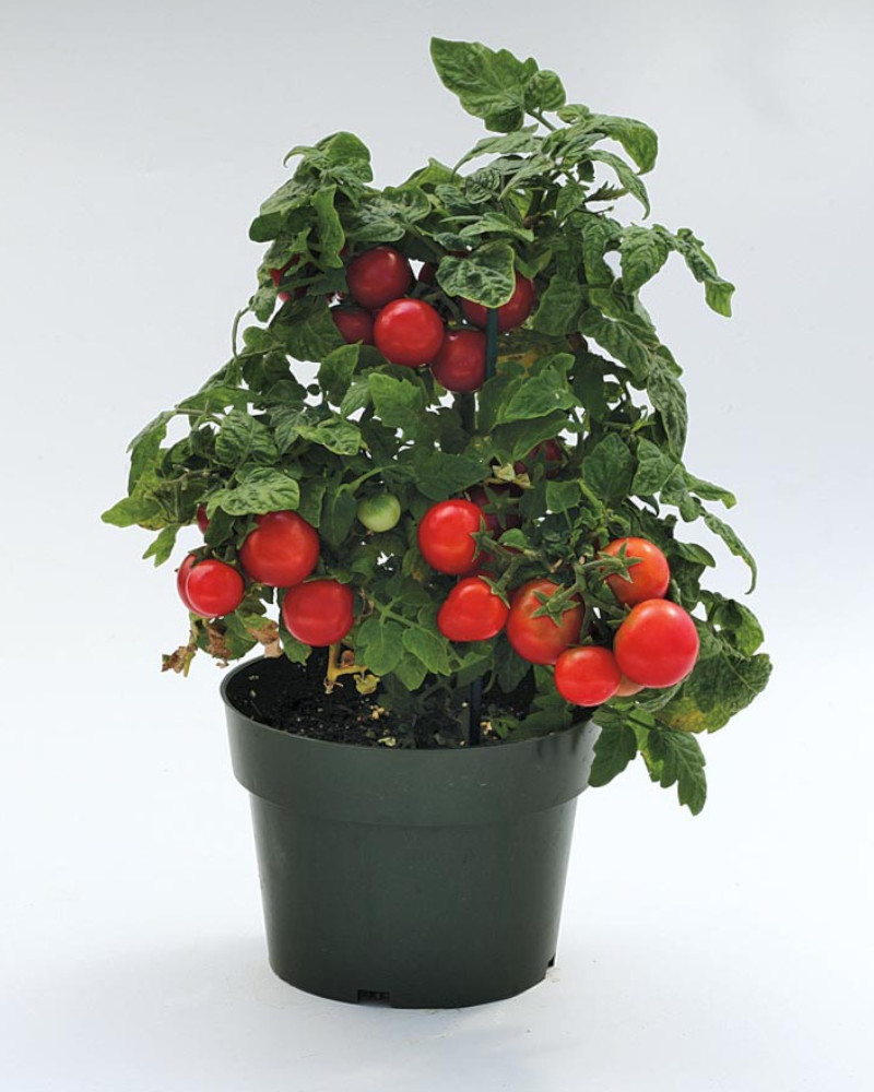 tomato pot